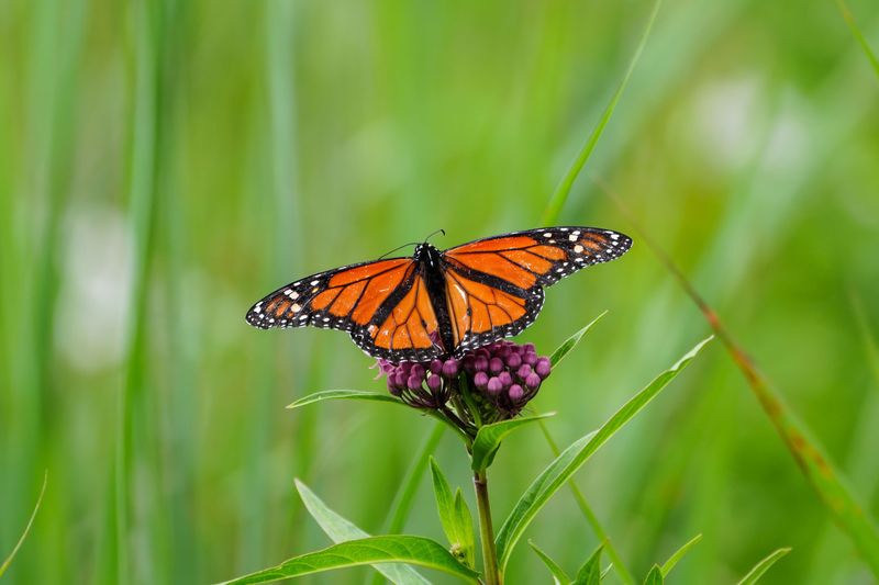 Respect The Monarch Research Work Respect The Monarch Research Work