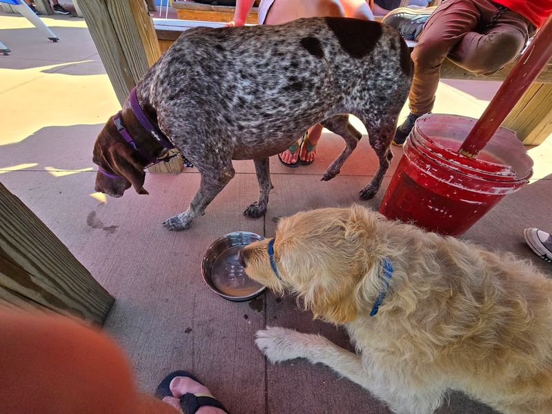 Bring The Dog, But Plan The Shade