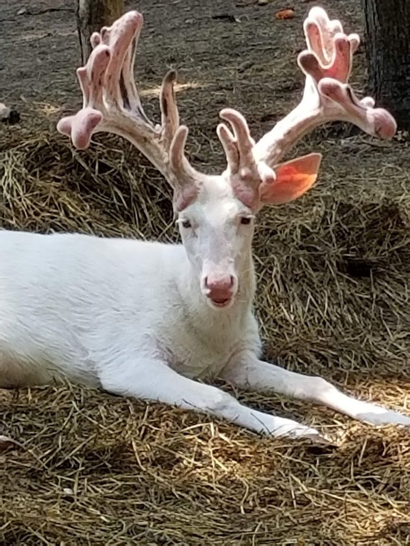 Goodbye At The Fence Line
