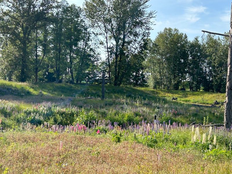 Restored Prairie Ecosystem And Wildlife