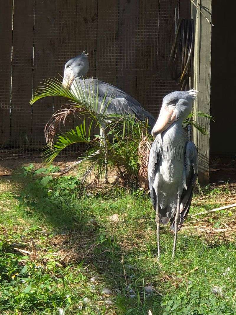 The Lorikeet Aviary Where Birds Land On You Without Warning