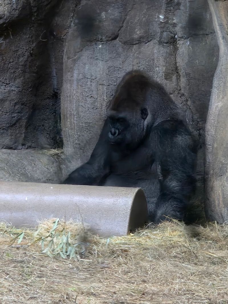 Primates: The Primate Panorama Experience