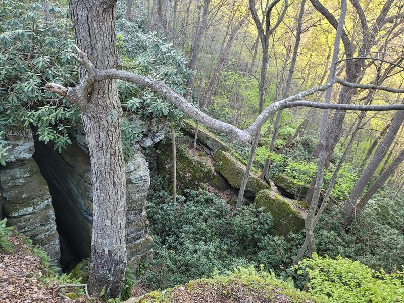 Rhododendron Cove State Nature Preserve, Lancaster Rhododendron Cove State Nature Preserve, Lancaster
