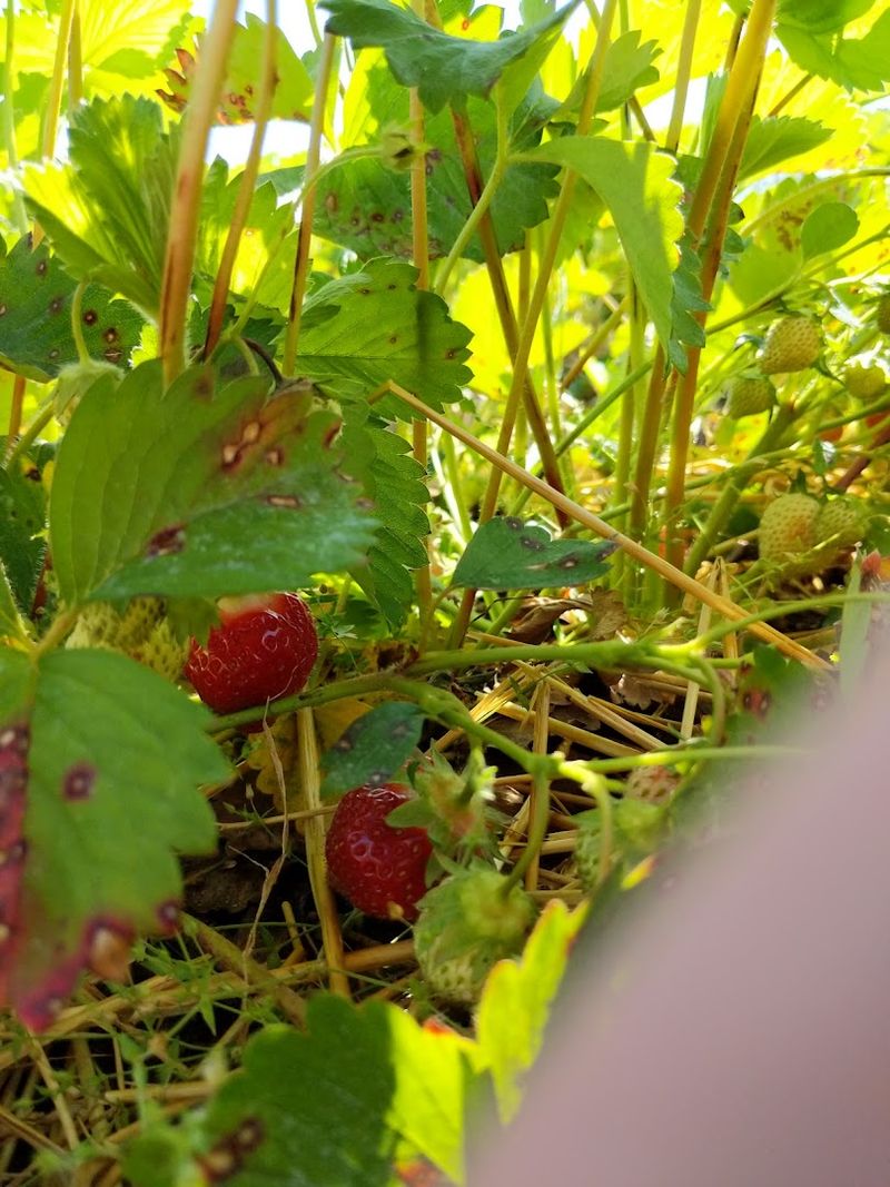 Rhubarb And Strawberry Finds At Bixby Farms