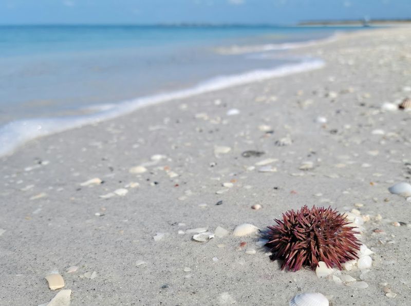 Miles of Trails Through Subtropical Forest