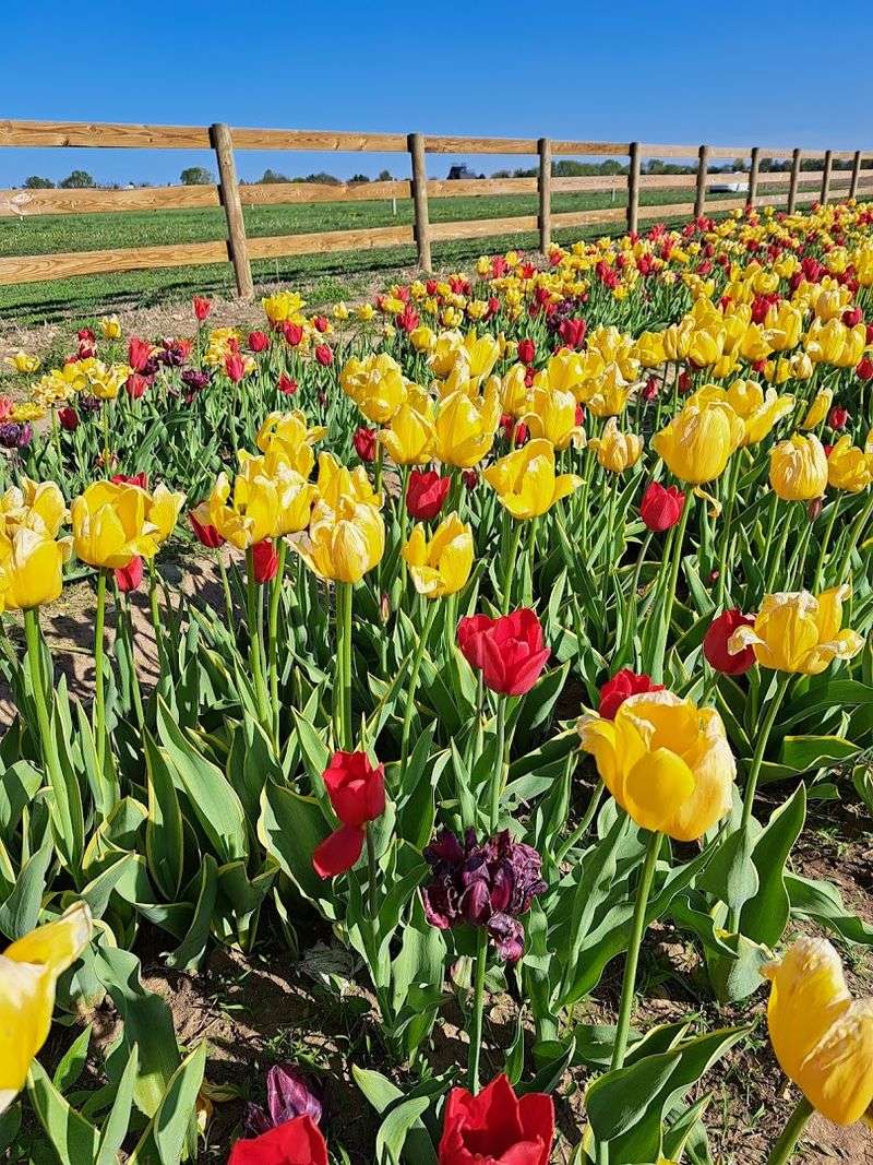 Richardson Adventure Farm, Spring Grove Richardson Adventure Farm, Spring Grove