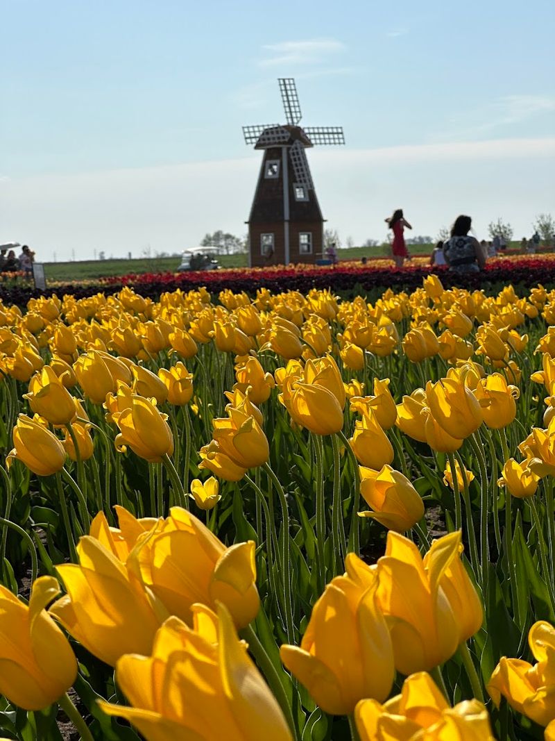 Kuipers Family Farm Tulip Fest, Maple Park