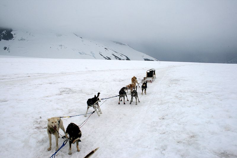 Ride A Dog Sled Across Summer Glacier Snow 