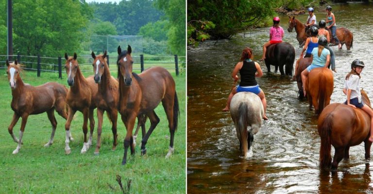 Ride Through Michigan On Horseback From Sandy Shores To Deep Forest Trails