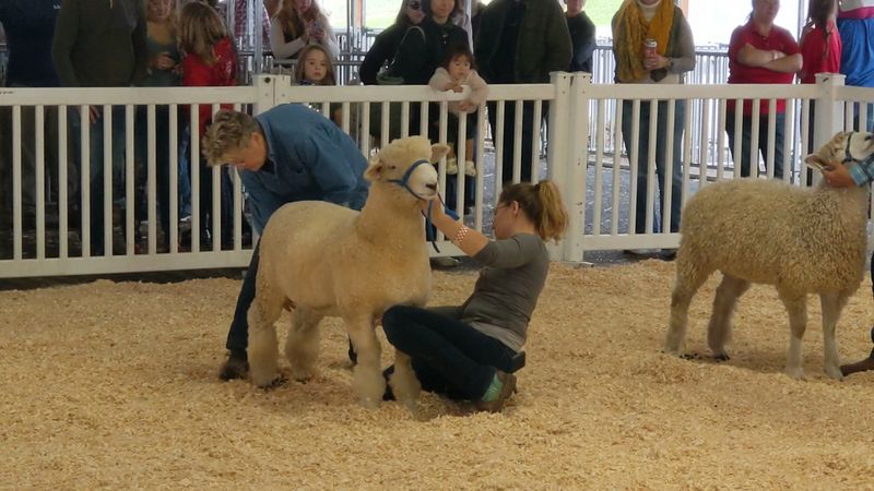 Ridge Spring Harvest Festival — Ridge Spring Ridge Spring Harvest Festival — Ridge Spring