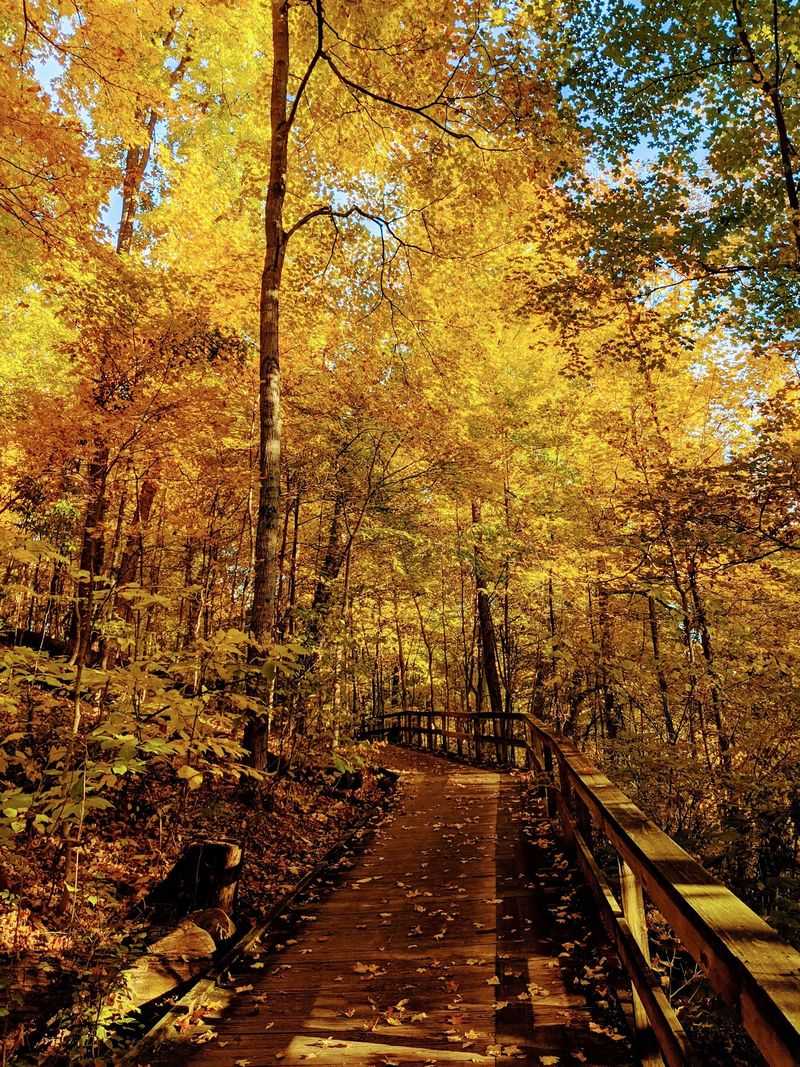 Ridge Trail and Homesite Trail, Chestnut Ridge Metro Park