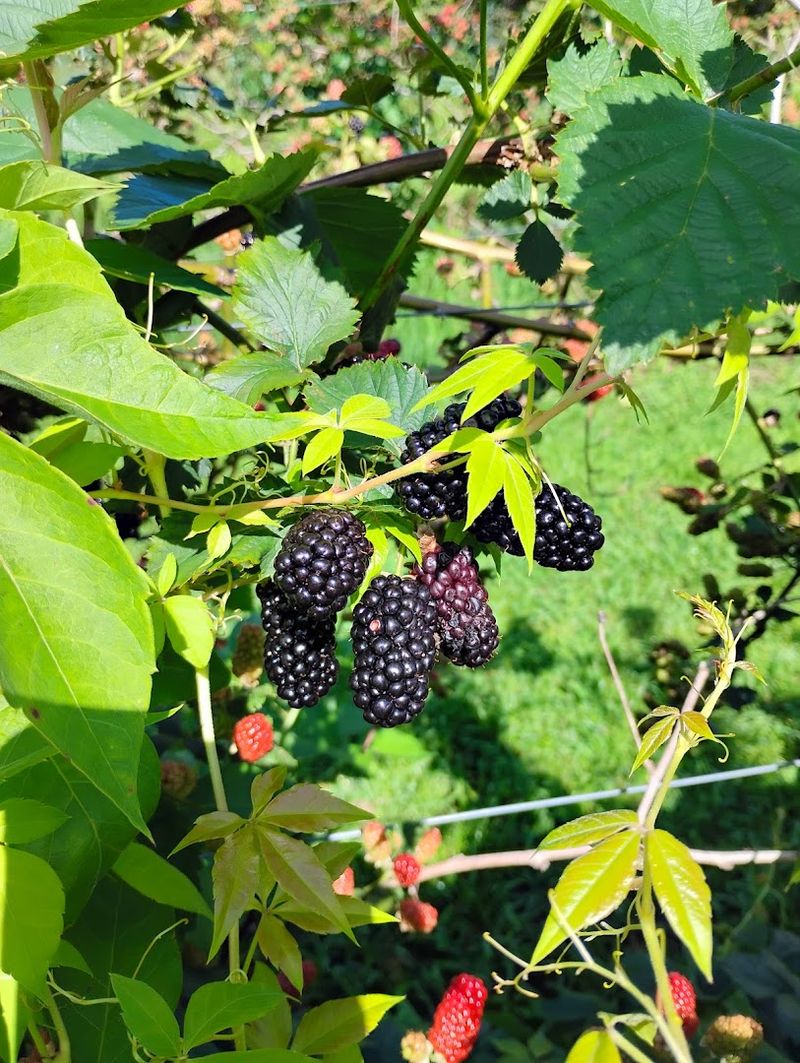 Ridgerunner Blackberry Farm 