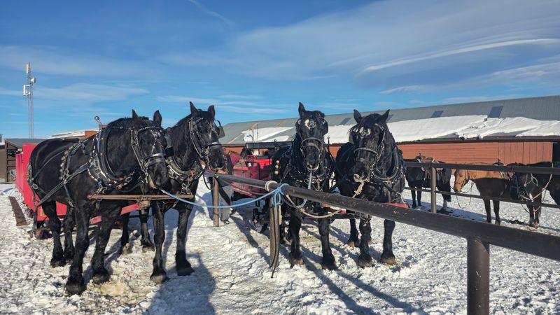 The Sleigh Ride Option: A Completely Different Kind of Magic