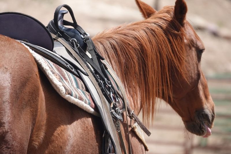 Horses That Make First-Timers Feel Like Seasoned Riders