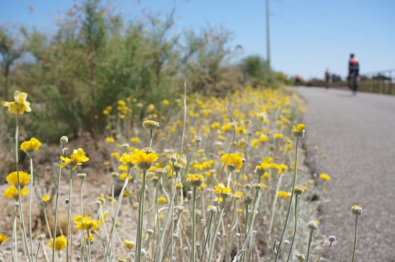 Rillito River Park Trail, Tucson