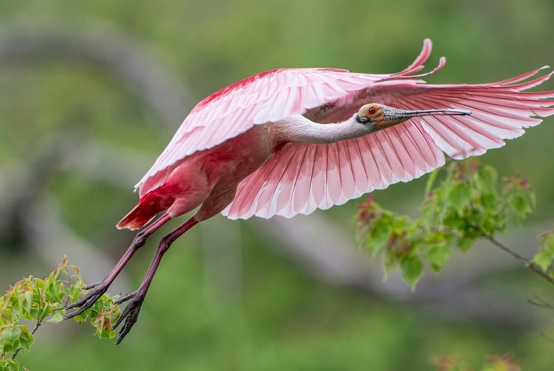Rip's Rookery And The Roseate Spoonbills Worth Waiting For Rip's Rookery And The Roseate Spoonbills Worth Waiting For