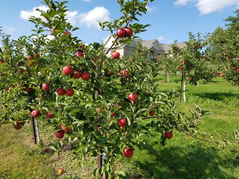 Rittman Orchards, Doylestown