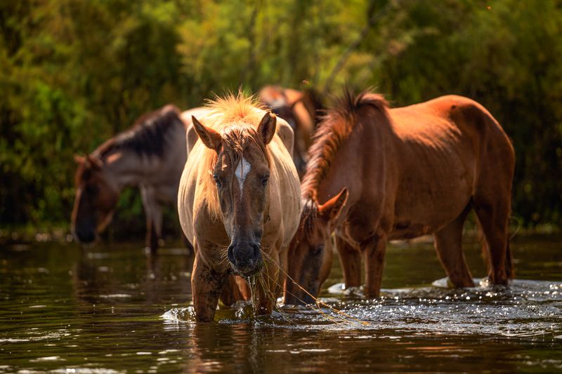 Wild Horse Encounters