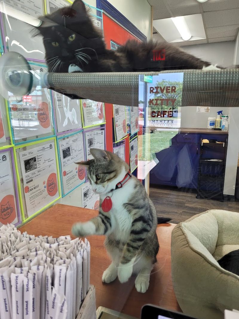 River Kitty Cafe (Peoria)