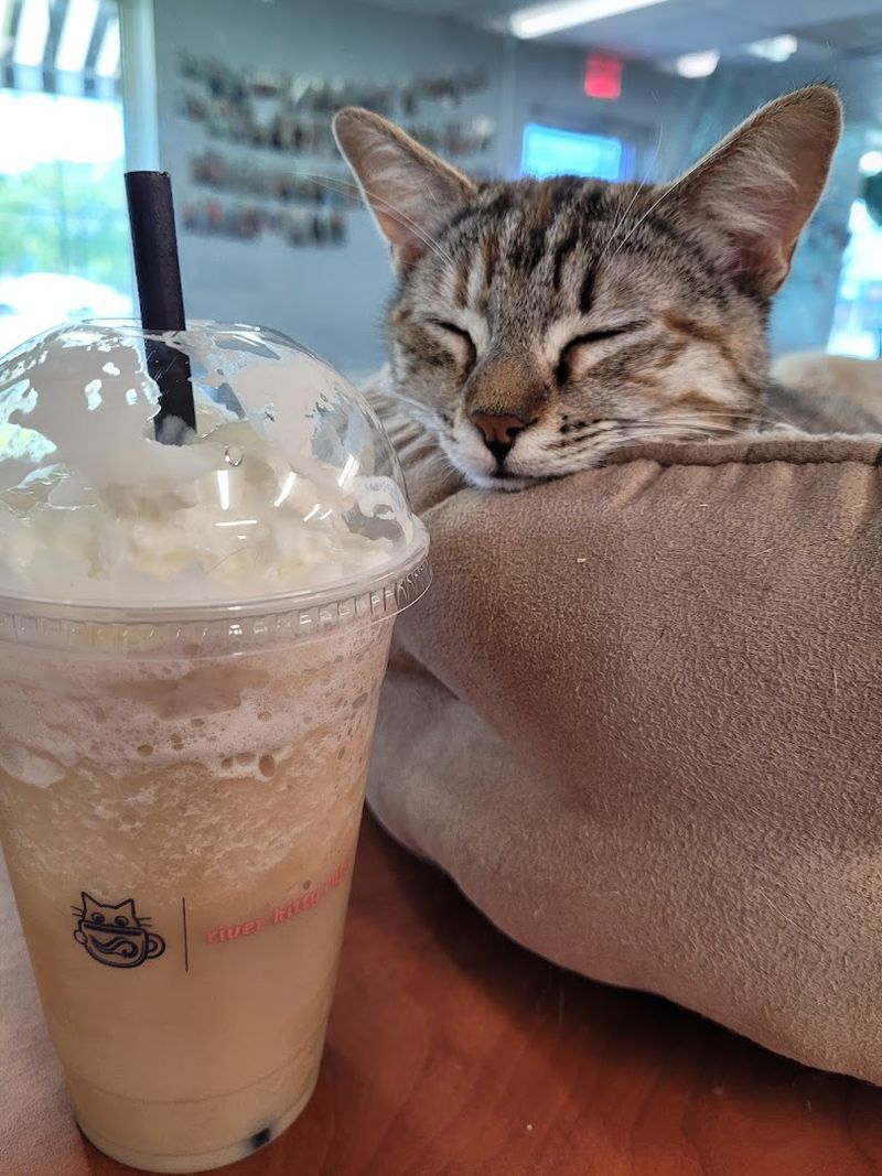 River Kitty Cafe, Peoria