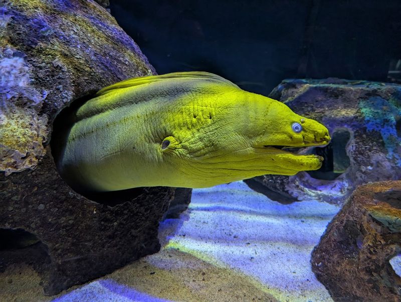 Sea Turtle Rehabilitation And Education