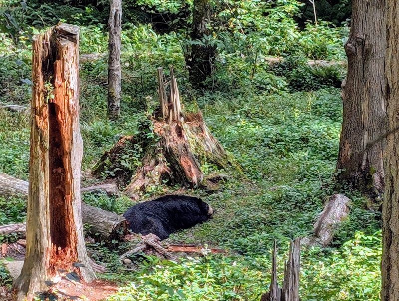 River Otters And Grizzly Bears