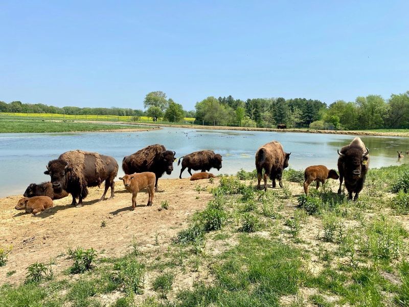 Wildlife Prairie Park Easter Egg Hunt, Hanna City