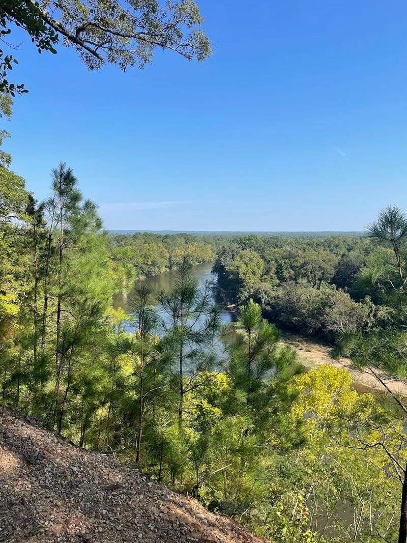 River Views Framed By Tall Southern Trees