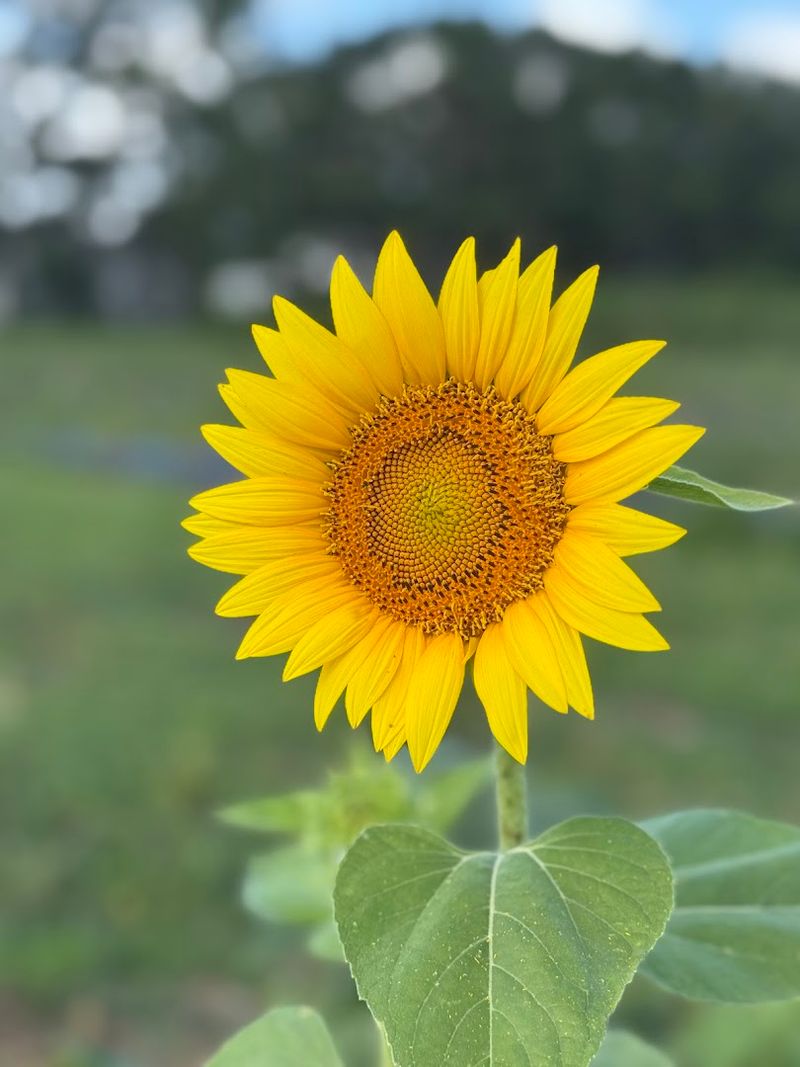 Neal Family Farm, Rogers