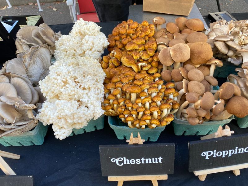 Haile Farmers Market – Gainesville