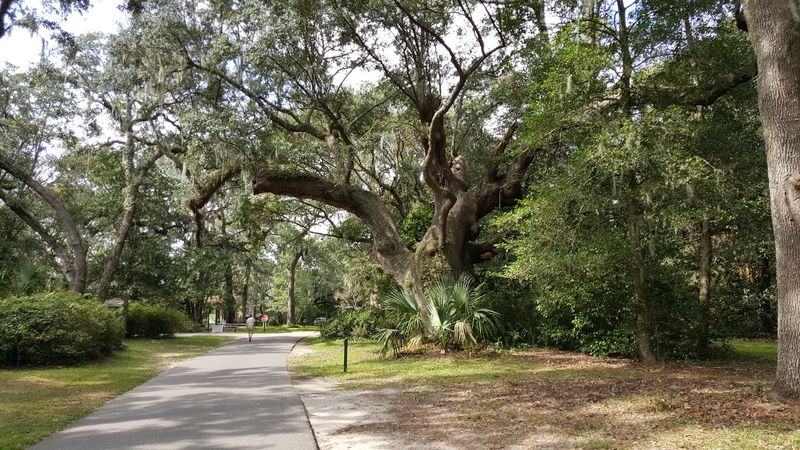 Roaming Deer Make Surprise Appearances Throughout The Park