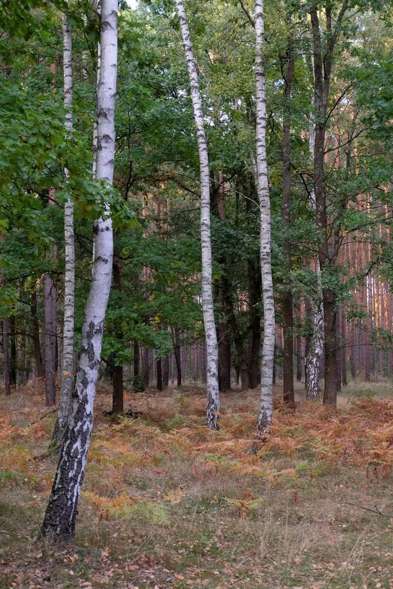 Wildlife And Plant Notes