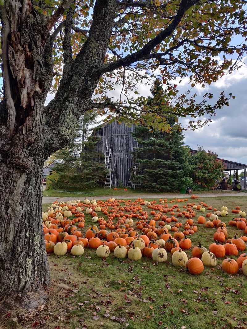 Rocking Chairs, Music, And Pumpkin Patch Fun Rocking Chairs, Music, And Pumpkin Patch Fun