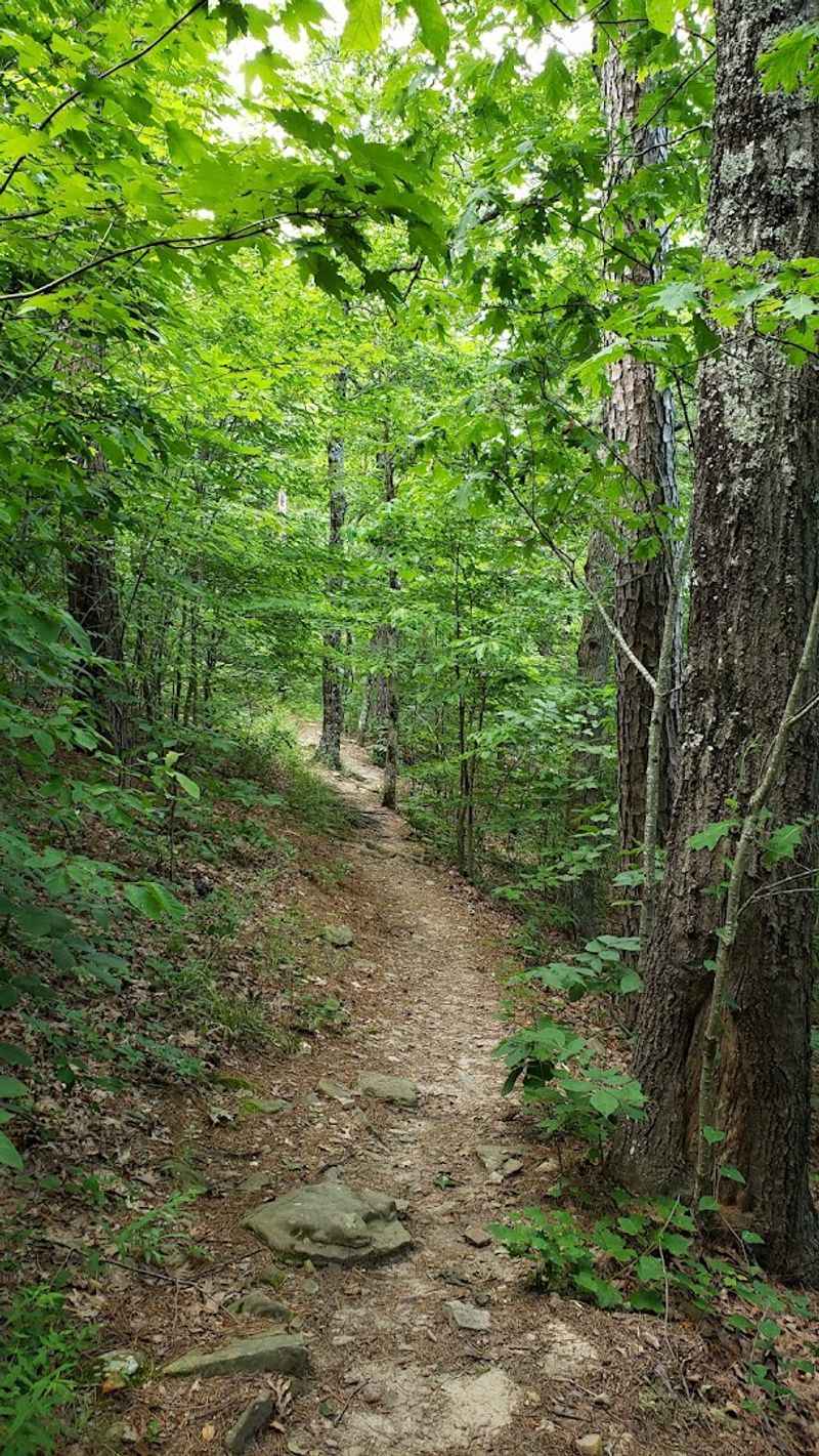 Rocky Paths Through The Woods