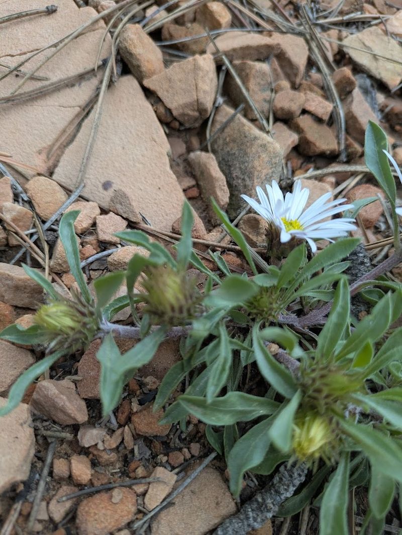 Rocky Terrain and Hidden Cacti That Keep You Honest