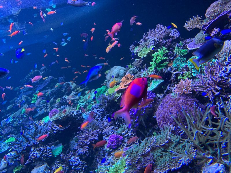 Phillip And Patricia Frost Museum Of Science, Miami