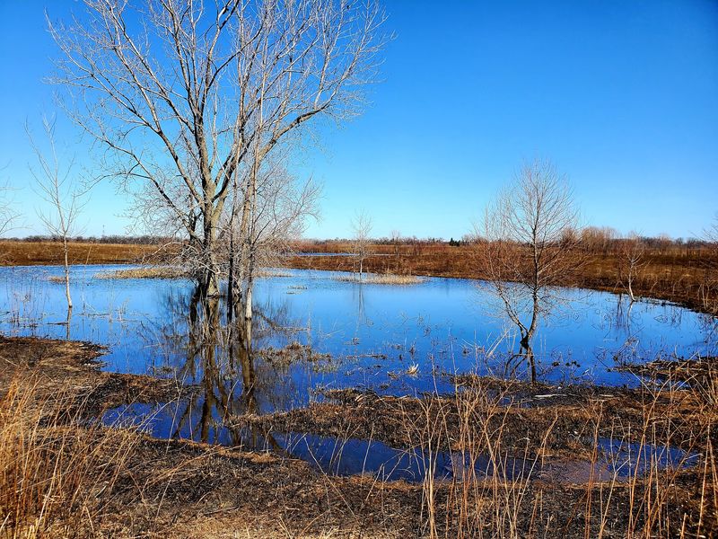 Rollins Savanna Forest Preserve