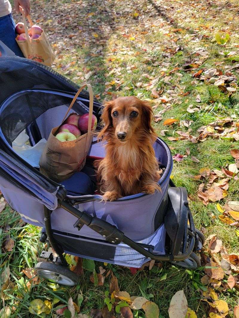 Room For Kids And Four-Legged Friends