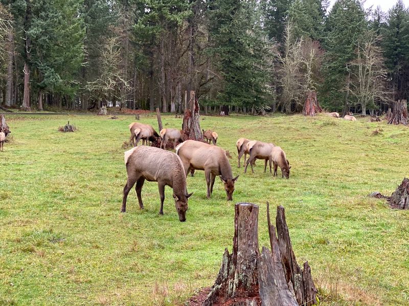Roosevelt Elk And The Quiet Drama Of Open-Range Grazing
