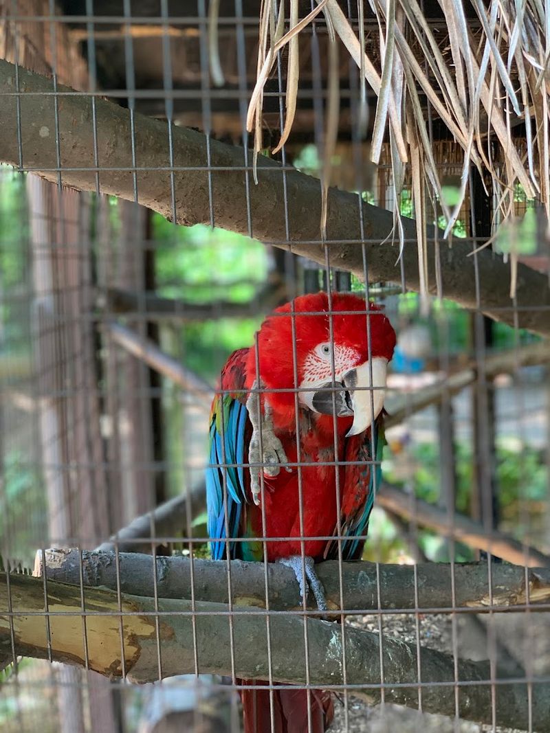 Wilderness Trails Zoo, Birch Run
