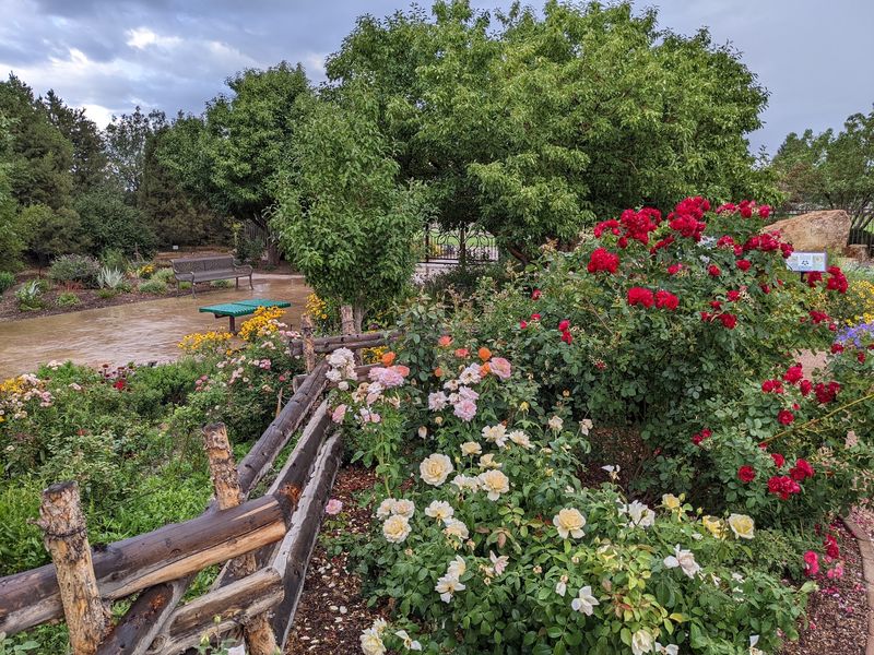 Rose Color Meets High Desert Gardening