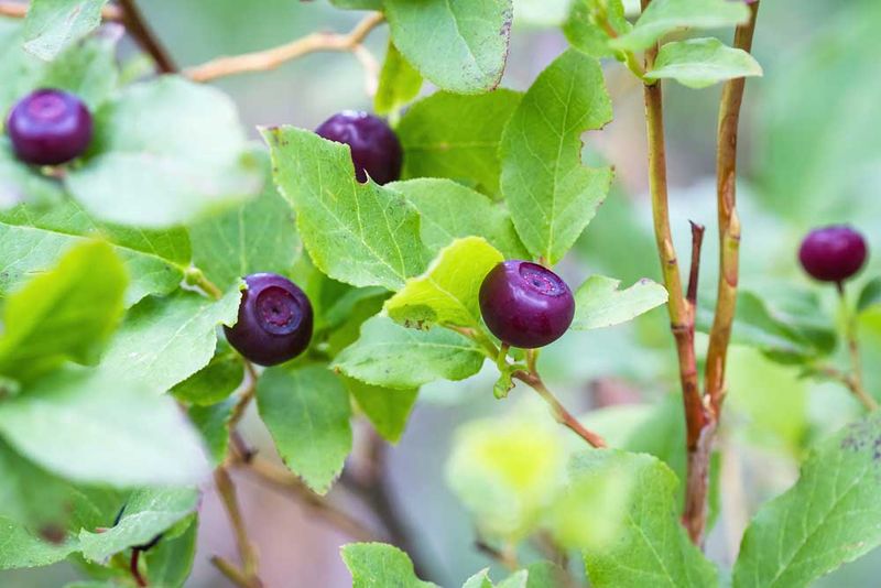 Baker City Farmers Market: Eastern Oregon Gems