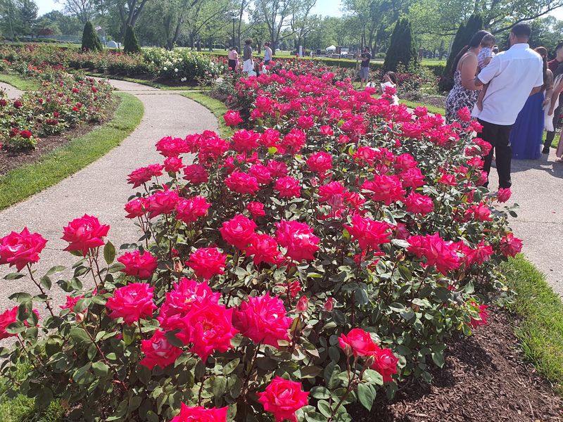 Roses By The Thousands In A Garden With History
