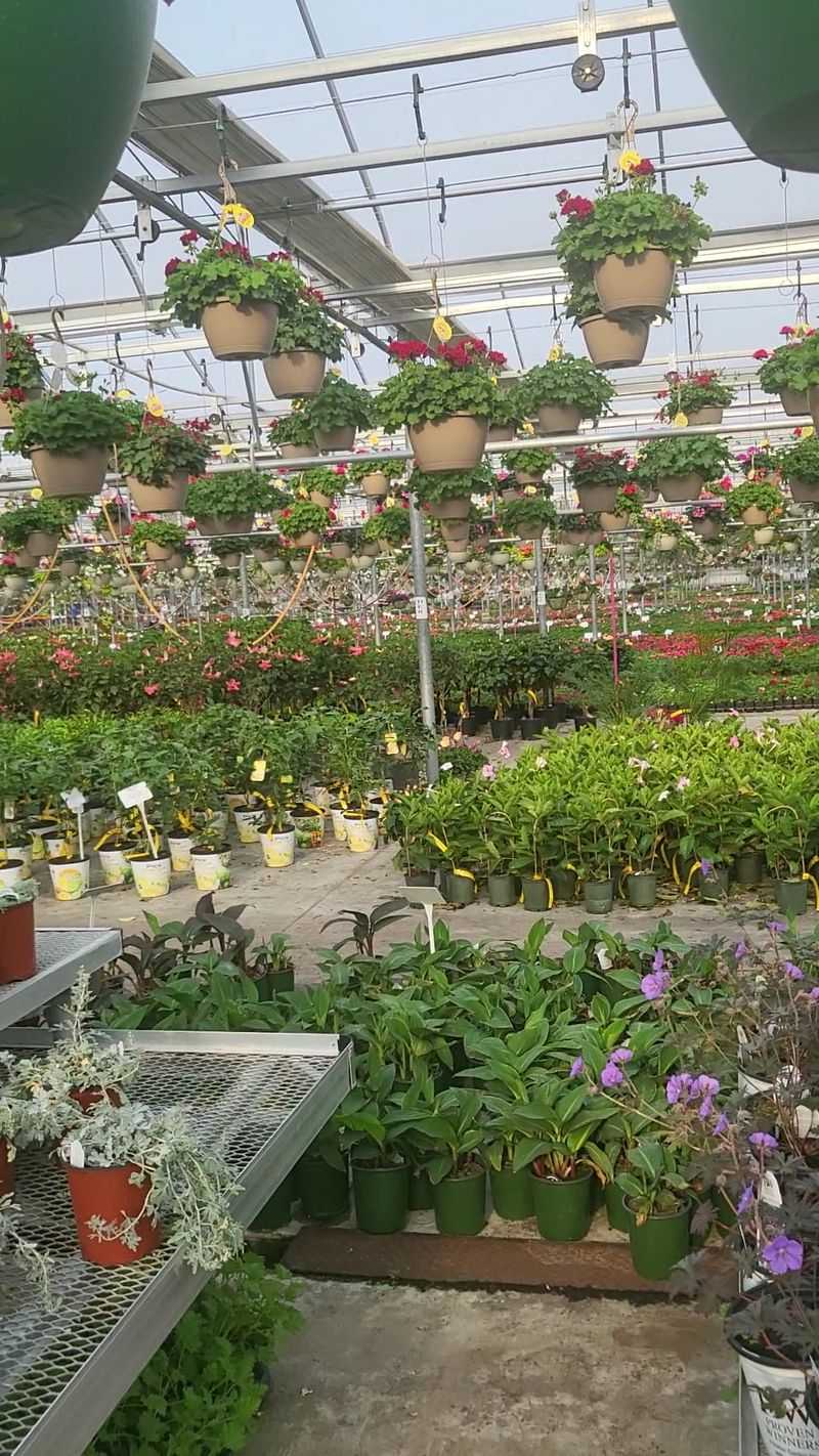 Roses, Hostas, And Seventy Thousand Hanging Baskets
