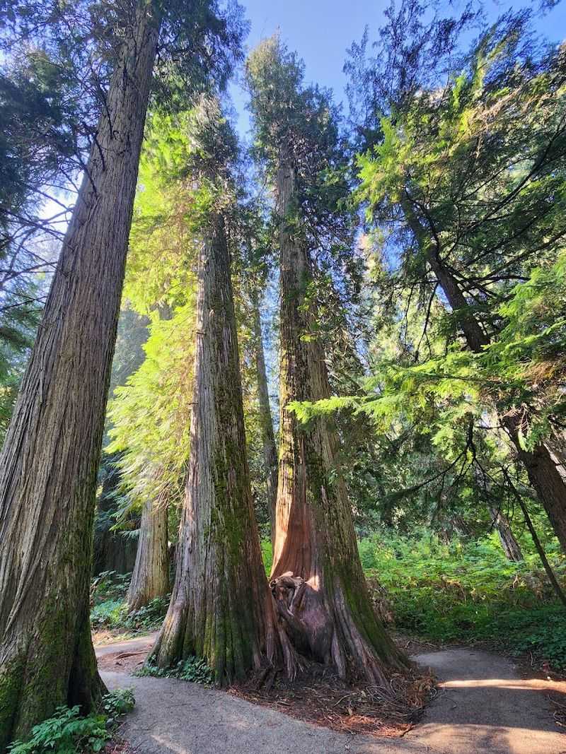 Ross Creek Cedar Grove Scenic Area