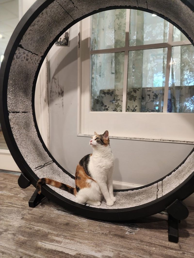 Cat Yoga Is Somehow a Real Thing Here