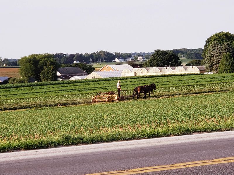 Farm-Fresh Produce at Roadside Stands