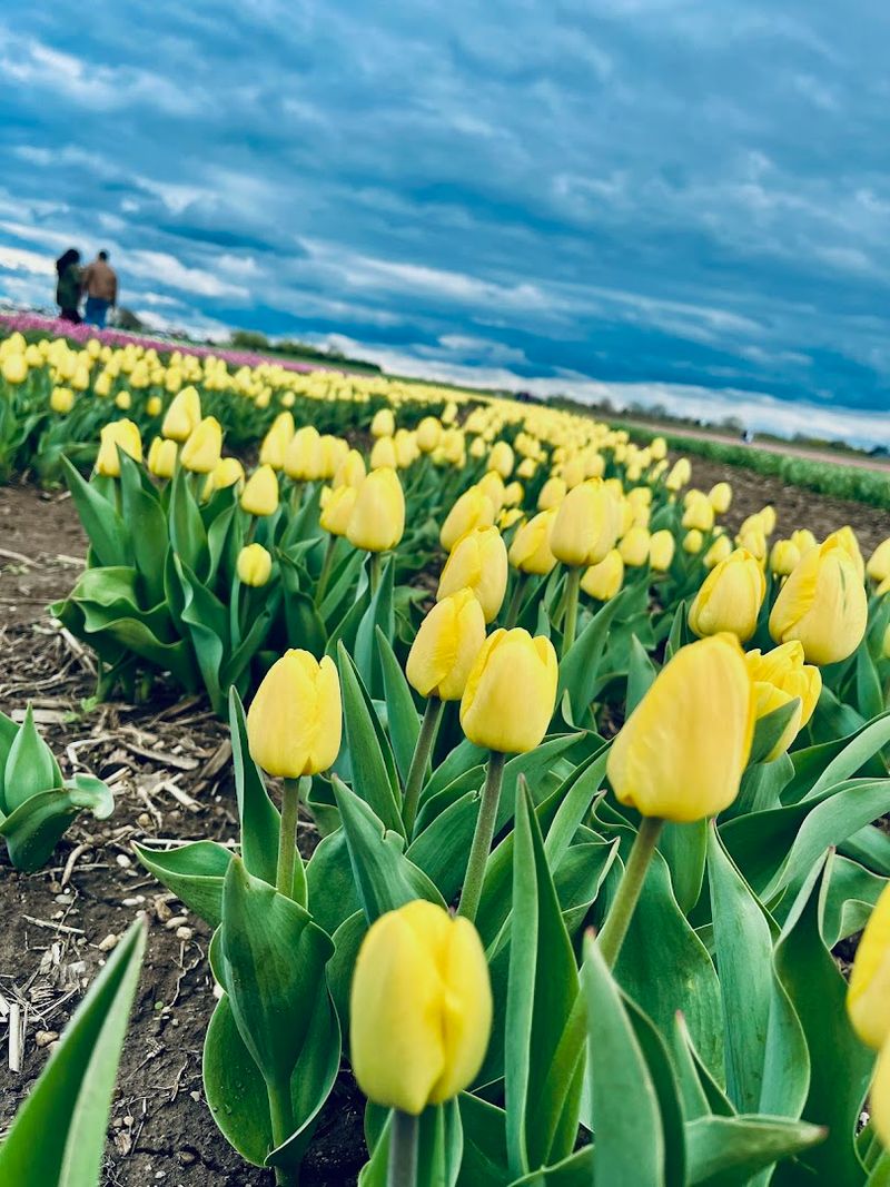 You Can Cut Your Own Tulips To Bring Home
