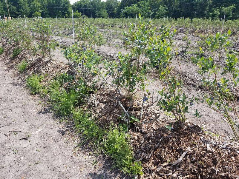 Rows Of Organic Berries Waiting Behind The Store