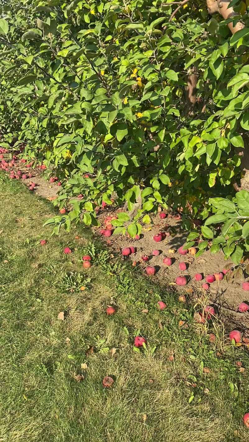 Rows Of U-Pick Apples